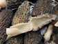 Hegyes kucsmagomba (Morchella deliciosa), Pilis